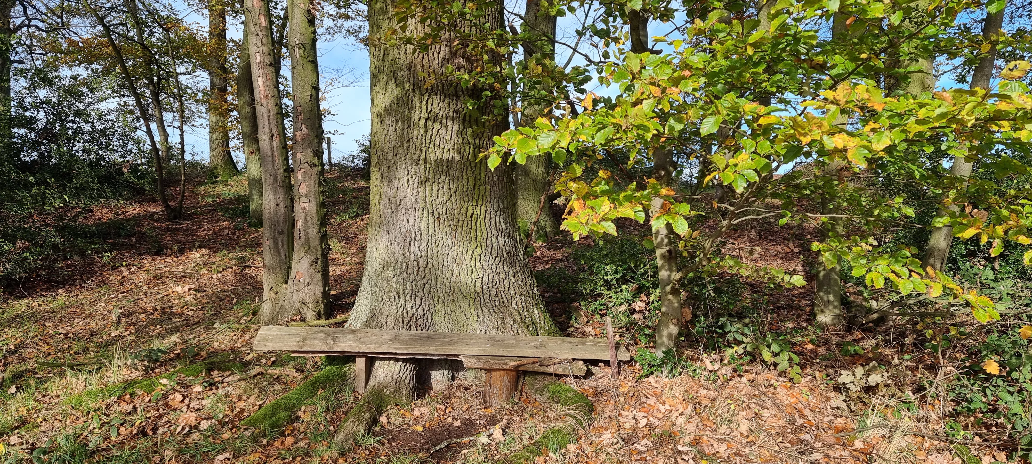 Weg in einem sonnigen Wald für den Intuitiven Spaziergang